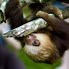 Baby Sloth Translate Inggris